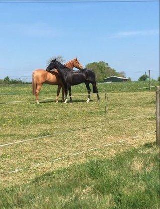 SJ Showjumping