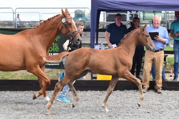 Maxted Massey Stud and Livery Stables