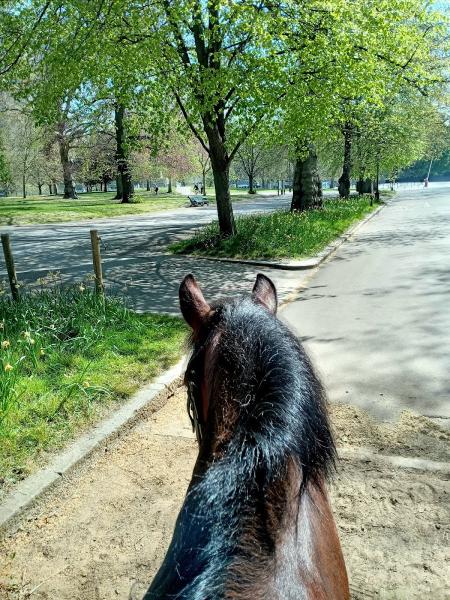 Ross Nye Stables