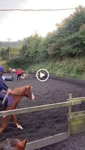 Haldon Riding Stables