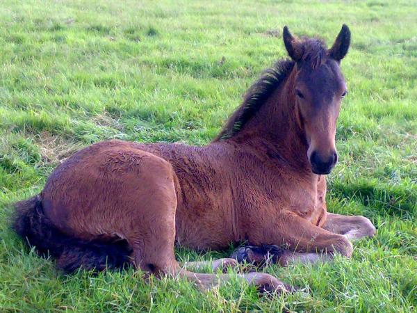 Baylands Equestrian Centre