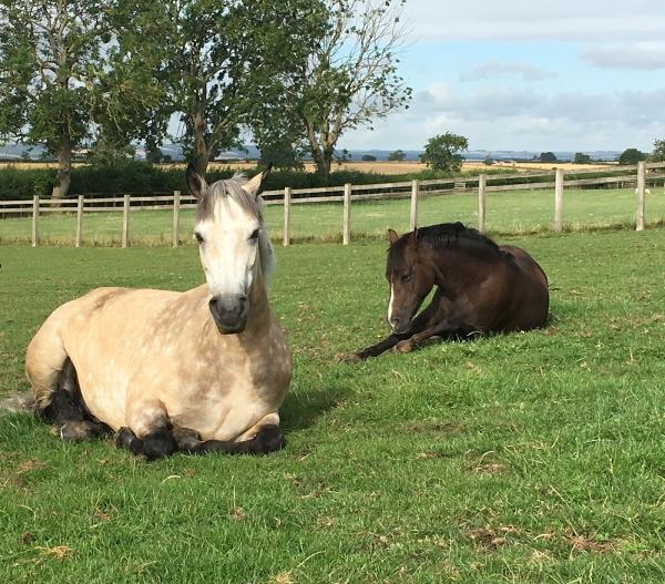 Yorkshire Equine Livery