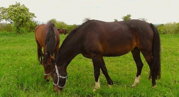 Kirkettle Farm Livery Yard