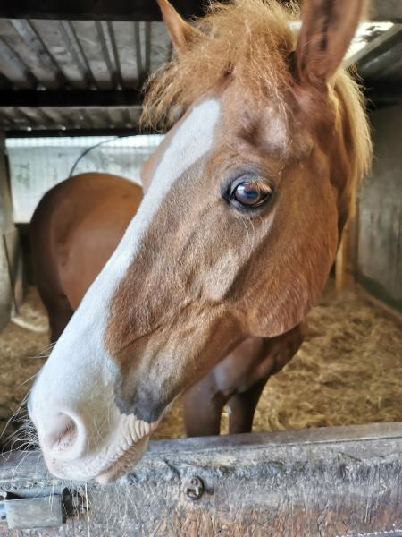 Rowanlea Riding School