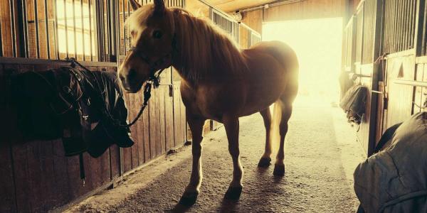 Bold Try Riding Stables