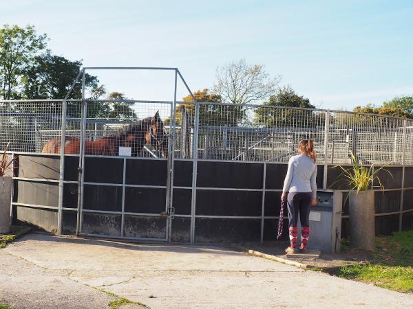 AP Equestrian Livery Stables