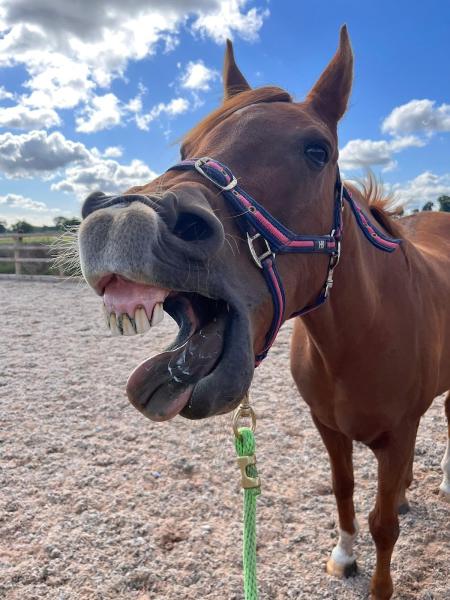 Meadowbrook Equine Therapy