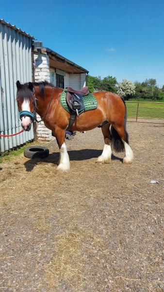 Chiswell Green Livery Yard and Riding School