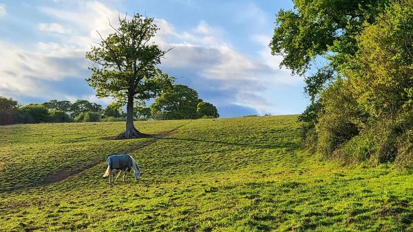 Rollestone Farm Livery & Stud