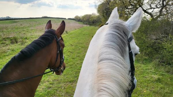 Rollestone Farm Livery & Stud