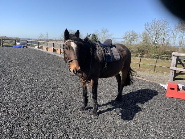 Hockley Equestrian Centre