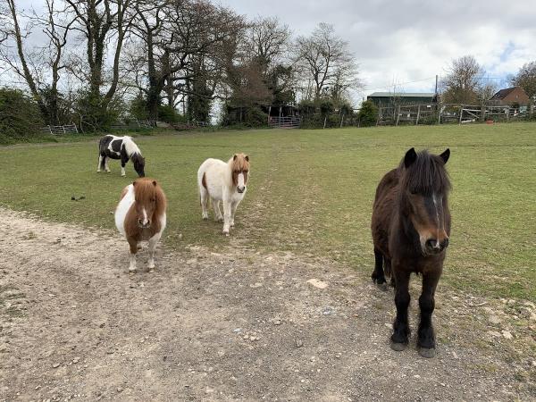 Hockley Equestrian Centre