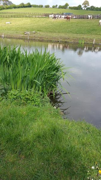 Canal Bank Stables