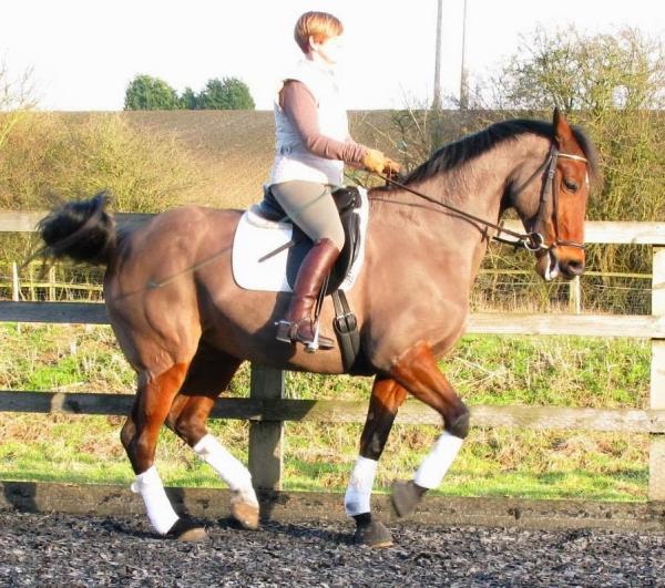 First Choice Dressage and Pilates For Riders