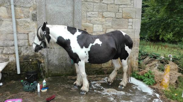 Dean Castle Riding Centre