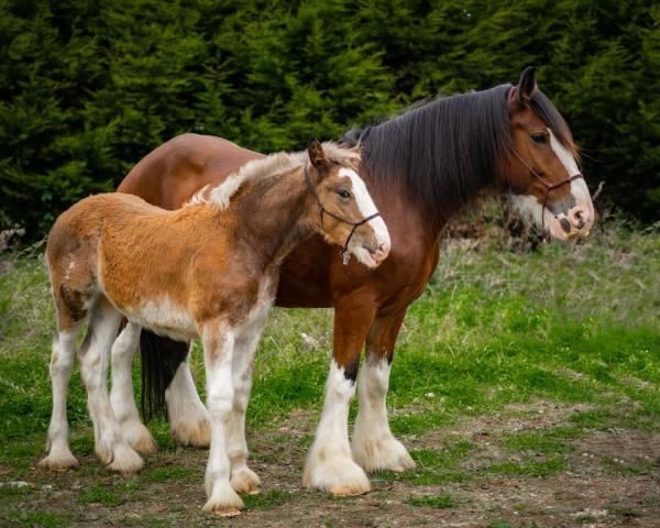 Safe Equestrian