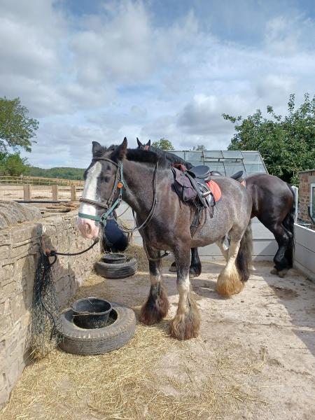 Derbyshire Pony Trekking