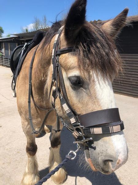 Bristol Riding School