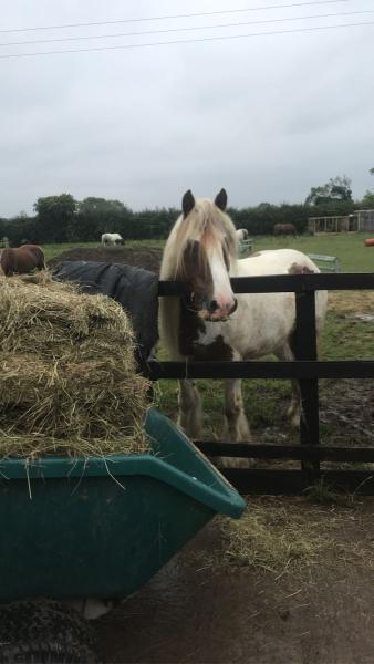 Bristol Riding School