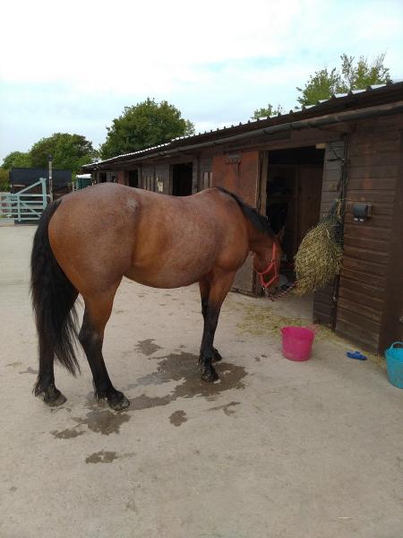 Bristol Riding School