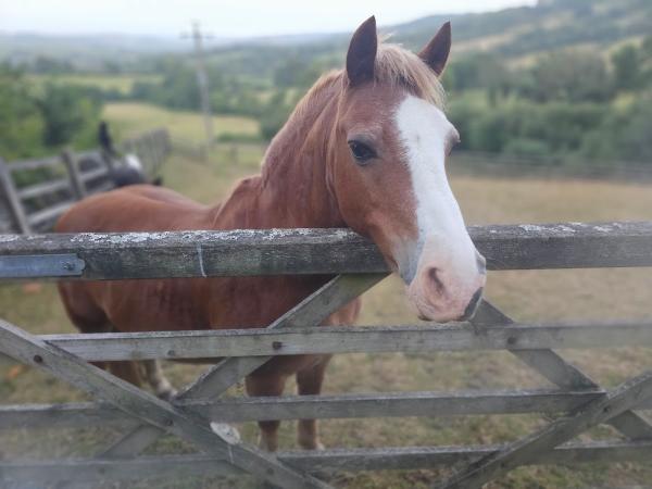 Devenish Pitt Farm & Riding School