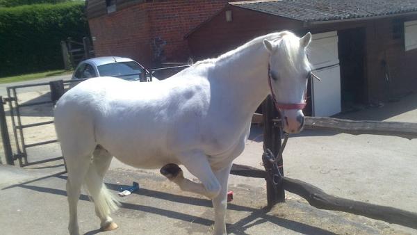 Tremaines Riding Stables