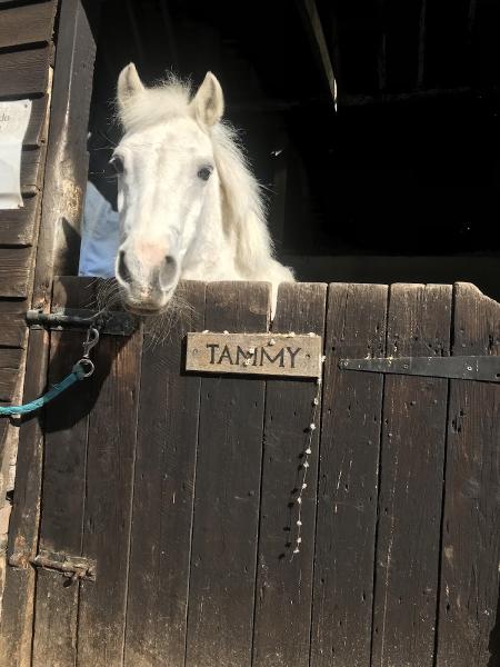 Tremaines Riding Stables