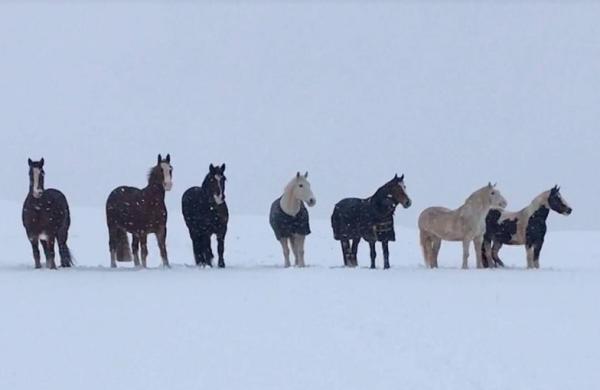 Noakes Farm Riding Centre