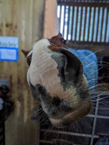 Tumpy Green Equestrian Centre