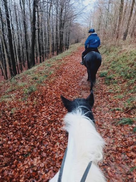 Bilsdale Riding Centre