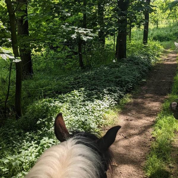 Bilsdale Riding Centre