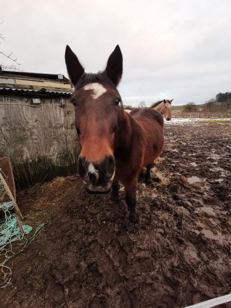 Cantley Riding School