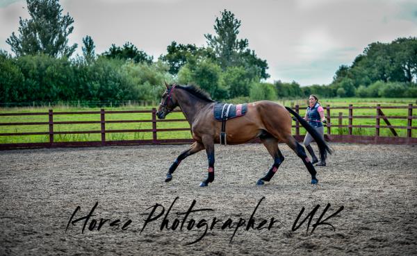 Joanne Shaw Equestrian