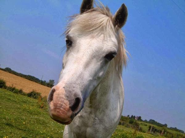 Galgorm Parks Riding School