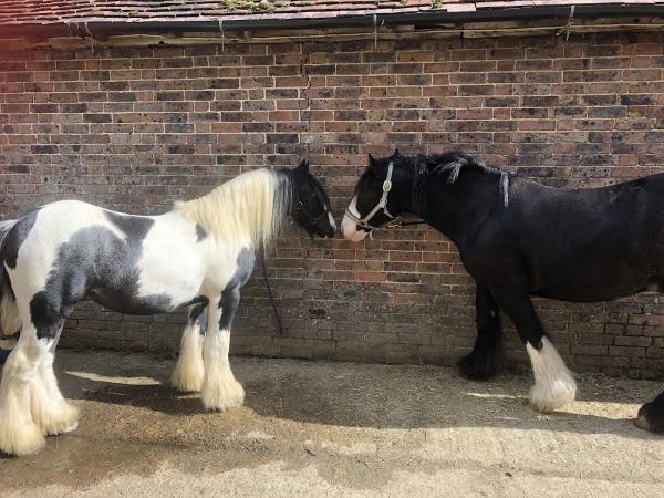 Stammerham Livery Stables