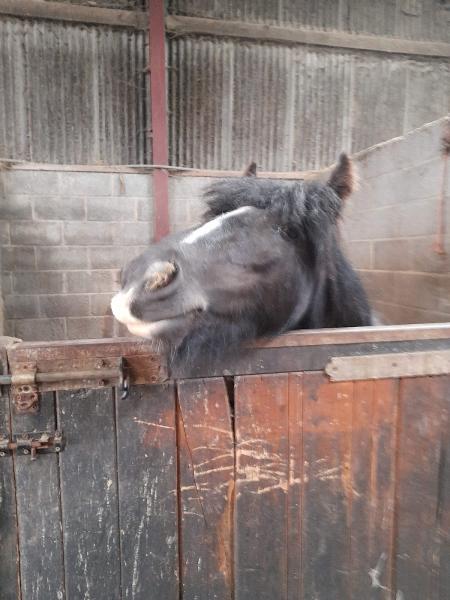 Stainsby Stud Riding School and Livery Yard