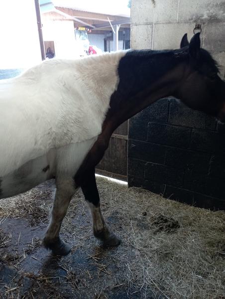 Poplars Farm Riding School