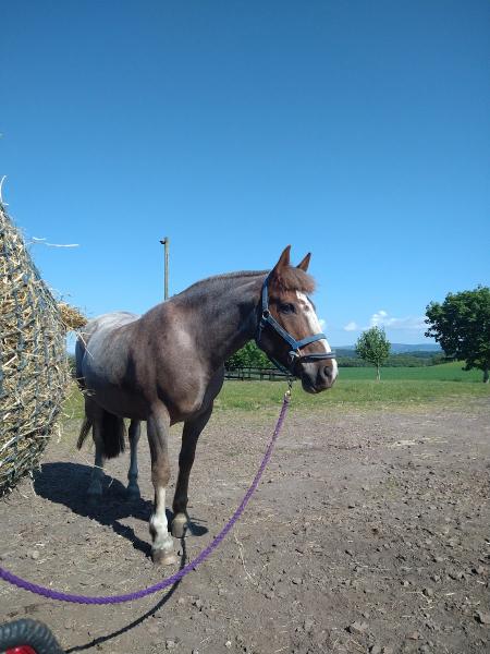 Cousland Park Training and Livery Centre