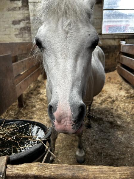 Fir Tree Farm Equestrian Centre