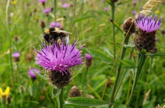 The Gathering Fields Wellbeing Centre