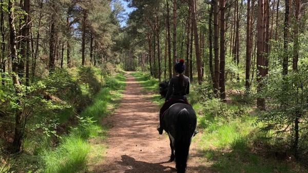 Eastmoors Riding School and Livery