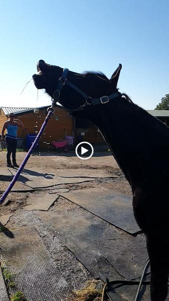 Eastmoors Riding School and Livery