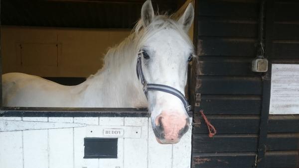 Sawston Riding School