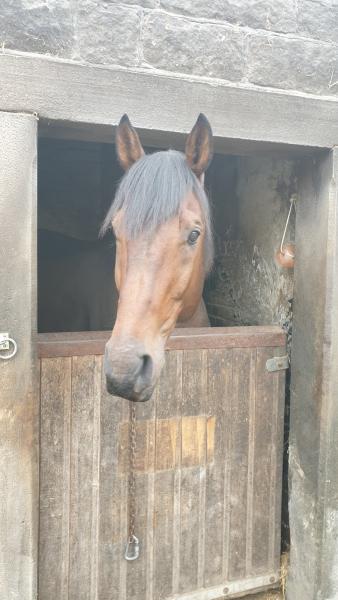 Longsight Stables