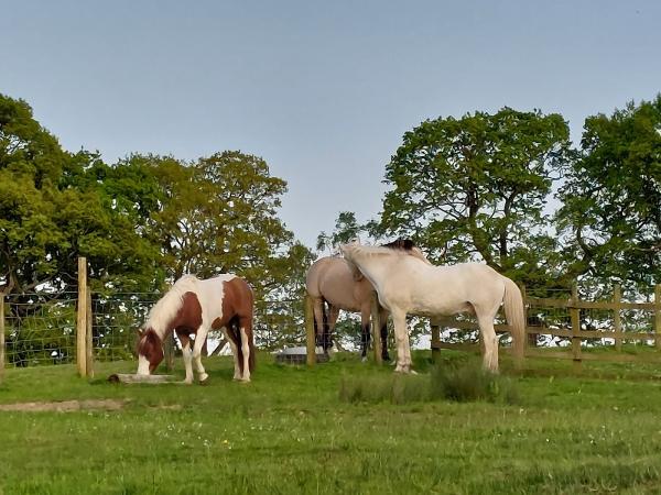 Denton Hall Riding School