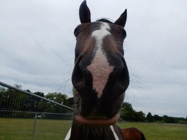 South Weylands Equestrian Centre