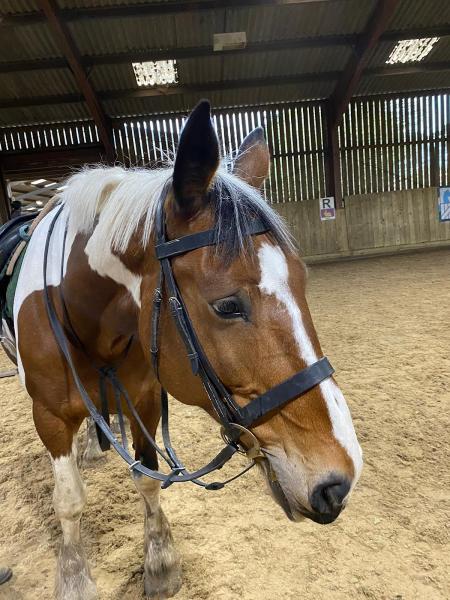 Mount Mascal Stables