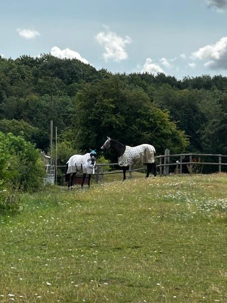 Mount Mascal Stables