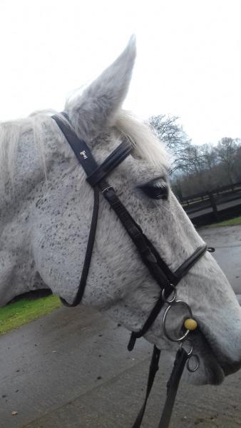 Weelsby Park Equestrian Centre