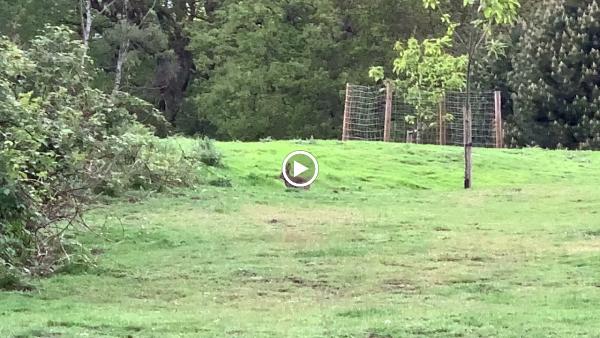 London Scottish Golf Club